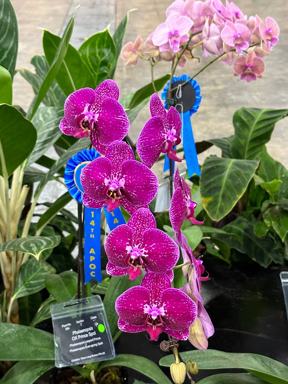 Phalaenopsis orchid care