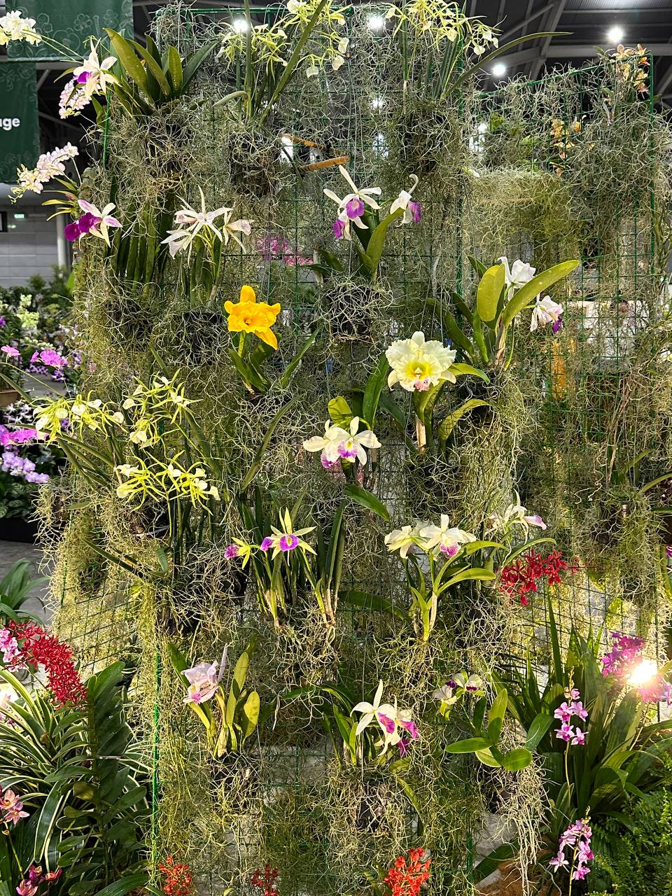 orchid care resources