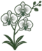 Orchid Bloom Lab